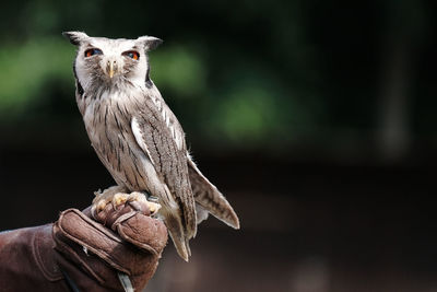 Close-up of owl perching on cropped hand wearing glove