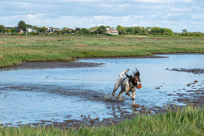 Dog running in lake