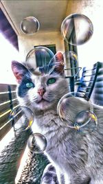 Portrait of cat drinking glasses