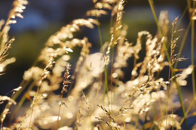 Close-up of stalks in field