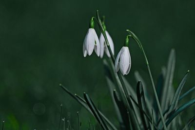 Close-up of white flowering plant