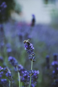 Close-up of purple flowering plant