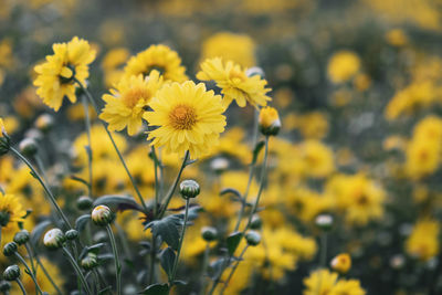 Close-up of yellow flowering plant on field