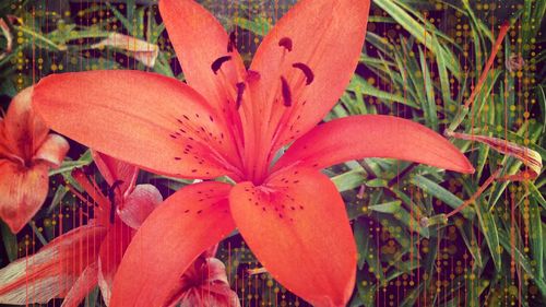 Close-up of red flowers blooming on field