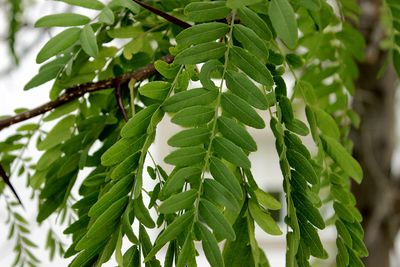 Close-up of fresh green leaves