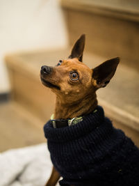 Close-up of a dog looking away