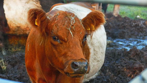 Close-up portrait of a cow