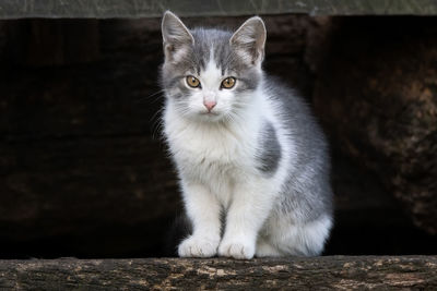 Portrait of white cat