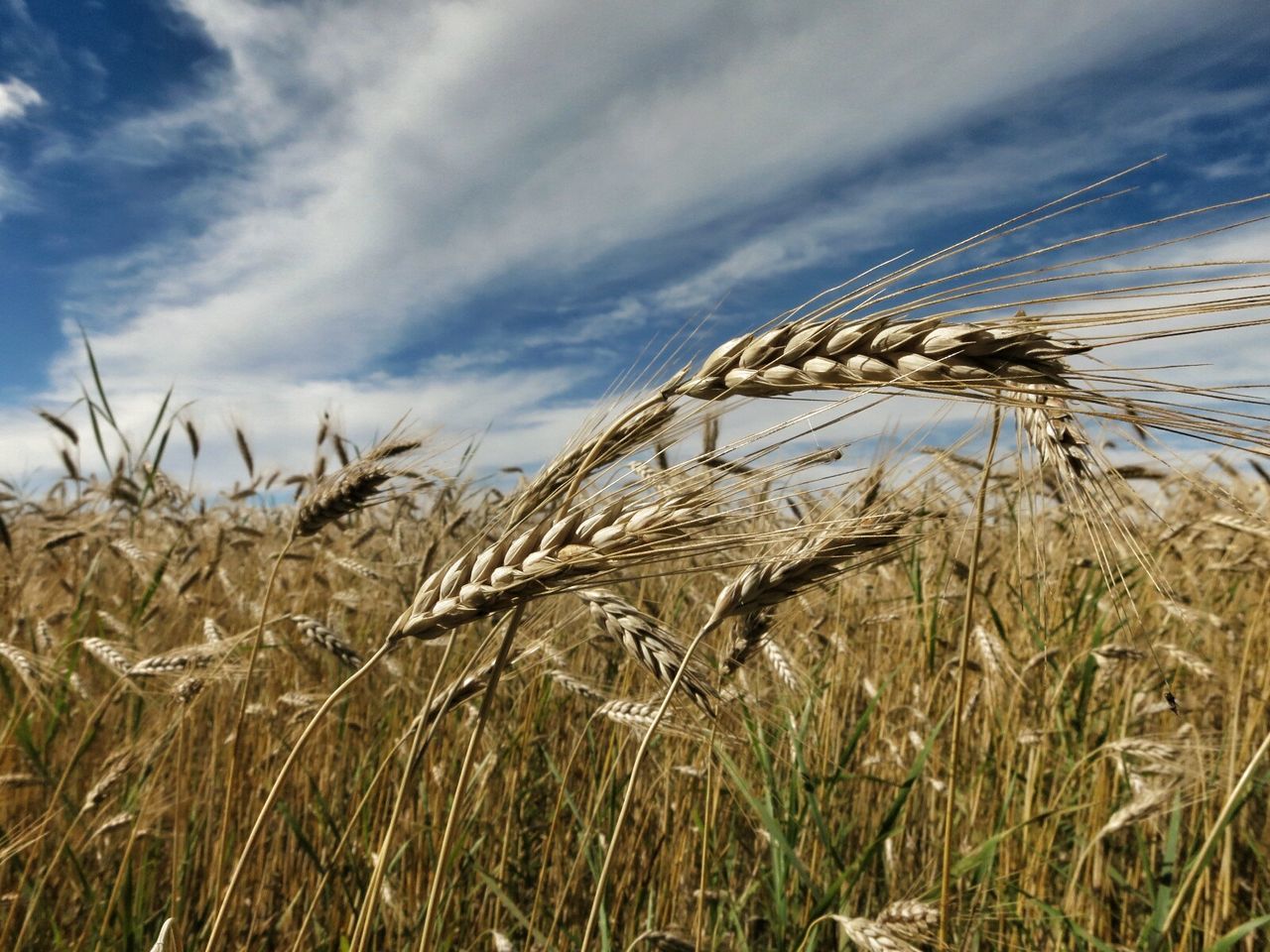 Barley field