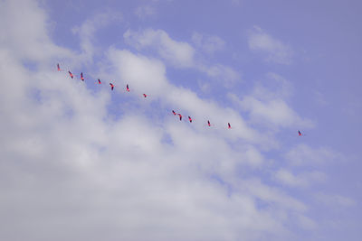 Flocks of flamingos in mauve sky