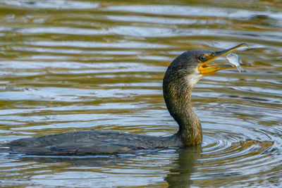 Duck swimming in lake