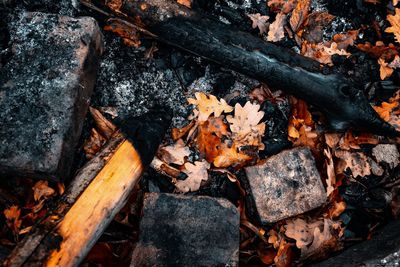 High angle view of fire on log