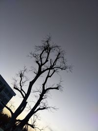 Low angle view of bare tree against clear sky