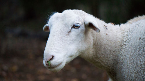 Close-up of sheep