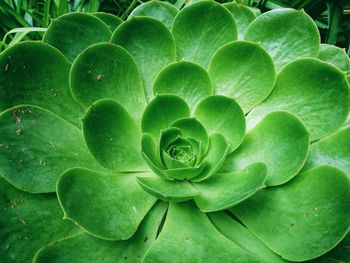 Close-up of green plant