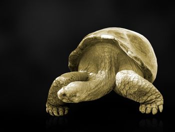 Close-up of turtle against black background