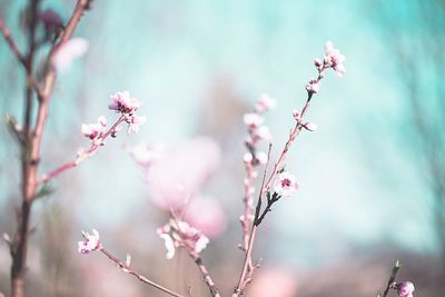 Close-up of pink cherry blossoms in spring