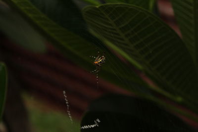 Close-up of spider