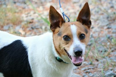 Portrait of rat terrier on field