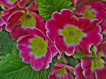 Close-up of flowers blooming outdoors