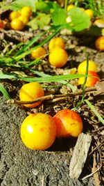 Close-up of fruits