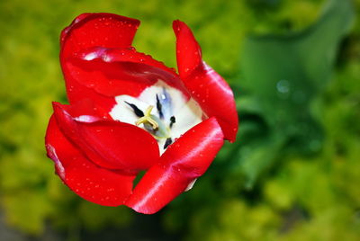 Close-up of red rose flower