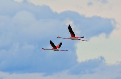 Low angle view of birds flying in sky