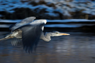 Close-up of grey heron flying low over frozen river in winter