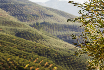 Scenic view of agricultural field against mountain