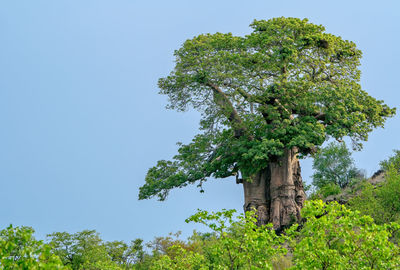 Low angle view of tree against clear sky