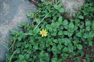 High angle view of plants