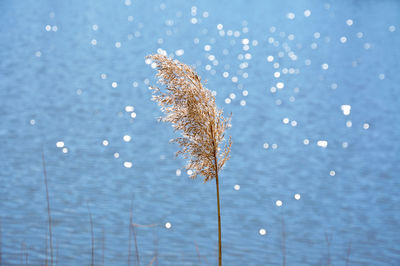 Close-up of reed against sparkling rippled lake