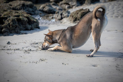 Dog relaxing on sand at beach