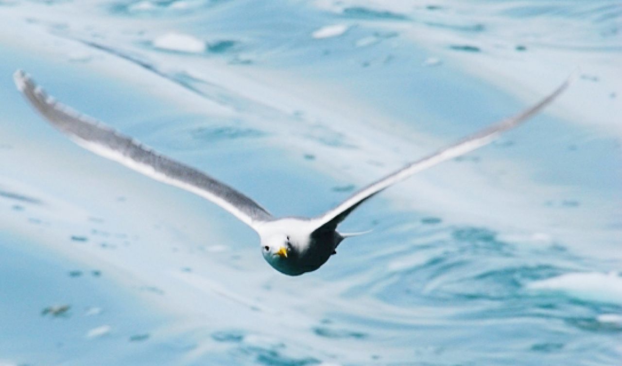 VIEW OF SEAGULL FLYING OVER SEA