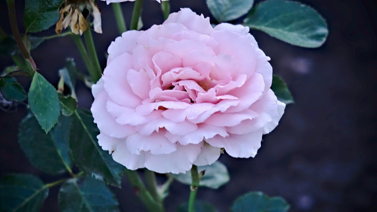 CLOSE-UP OF PINK FLOWER