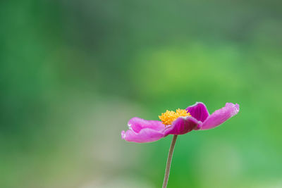 Close-up of pink flowering plant