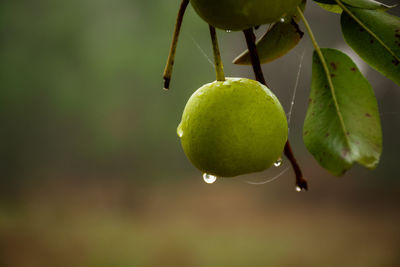 Close-up of wet fruit growing on tree