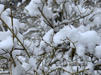 Close-up of snow covered tree