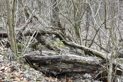 Fallen tree in forest