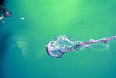 Close-up of jellyfish swimming in aquarium