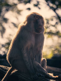 Close-up of monkey