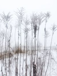 Low angle view of bare trees against clear sky