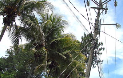 Low angle view of tree against sky