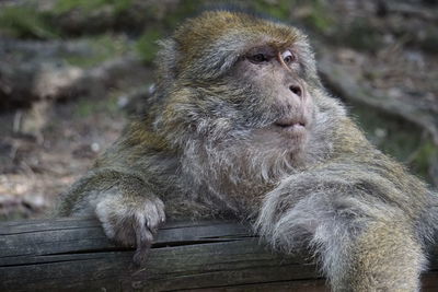 Monkey sitting on wood