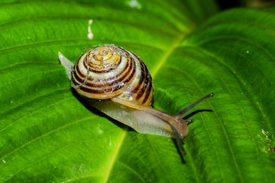 High angle view of snail on leaf