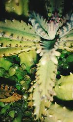 Close-up of leaves in pond