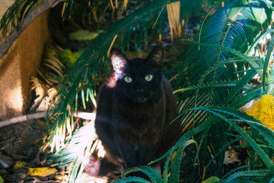 Portrait of cat on tree by plants