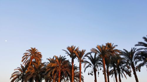 Low angle view of palm trees against clear sky