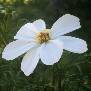 Close-up of white flower