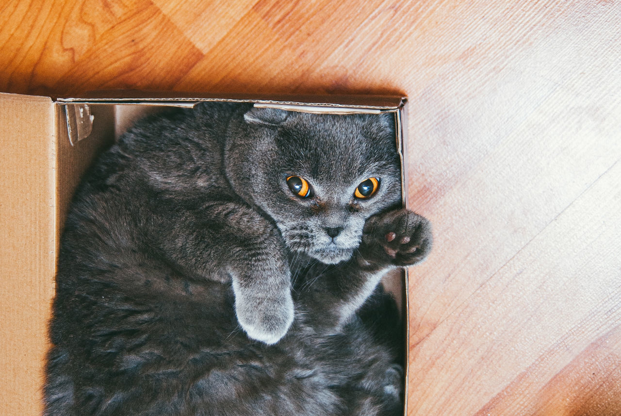 CLOSE-UP PORTRAIT OF A CAT IN A BOX